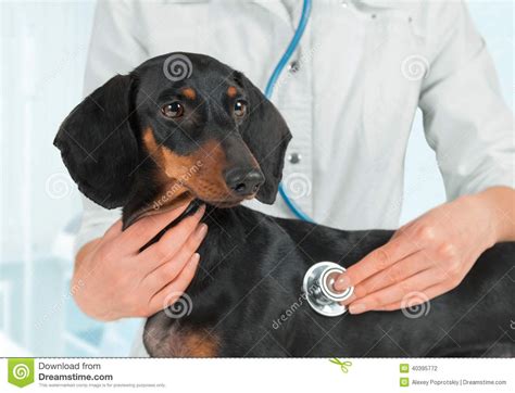 de dierenarts luistert hond  het ziekenhuis stock foto image  volwassen teckel