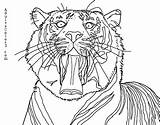 Coloring Tiger Sumatran Pages Yawning Based Phot Taken Source Off Line Drawing Designlooter sketch template