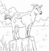 Ziege Koza Goats Capre Ausmalbild Disegno Capra Stampare Supercoloring Realistyczna Domowa Coloringhome Lupo Kolorowanka Drukuj sketch template