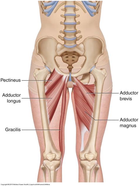 Adductor Group Learn Muscles