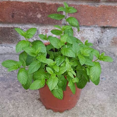 grow mint  home backyard boss