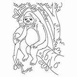 Coloring Sloth Pages Toed Ecuador Bolivian Three Toddler Getcolorings Colorings Color sketch template