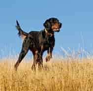 Billedresultat for World Dansk Fritid Husdyr hunde racer stående Jagthunde Gordon setter Klubber. størrelse: 189 x 185. Kilde: jaegernesmagasin.dk