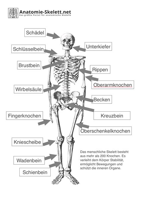 das menschliche skelett beschriftet lehrmaterial