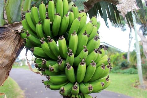 receita de biomassa de banana verde te vejo saudável