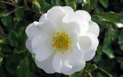 white wild rose flower wallpaper wide