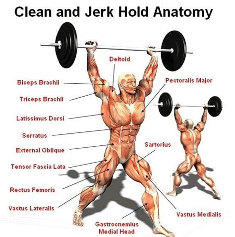 10 Greatest Benefits Of The Clean And Jerk Exercise Fitness Volt