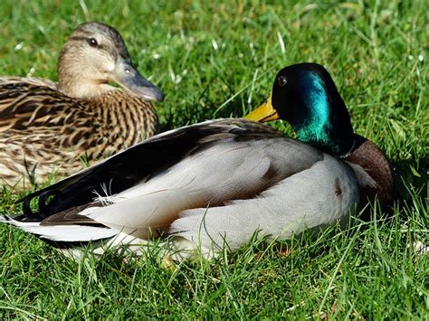 pair  ducks couple love ducks mallard pair hans braxmeier