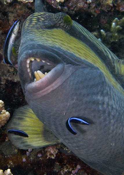 titan triggerfish teeth sea  ocean ocean creatures sea animals