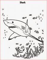 Coloring Shark Pages Prey Sheets Printable Realistic Hunting Great Mouth Mean Clark Filminspector Open Template Getcolorings Hammerhead sketch template
