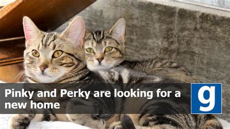 timid twosome pinky and perky need tabby lovers to offer new home