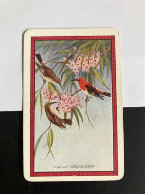 vintage english retro art swap playing card scarlet honeyeaters flowers