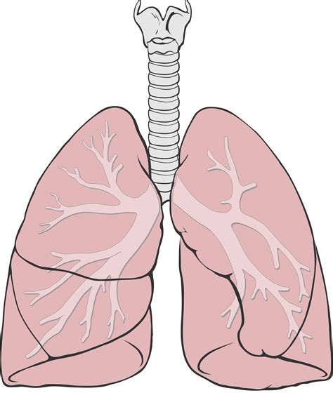pulmones wikipedia la enciclopedia libre