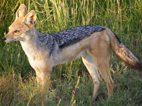 bizarre natural history   black backed jackal natural history