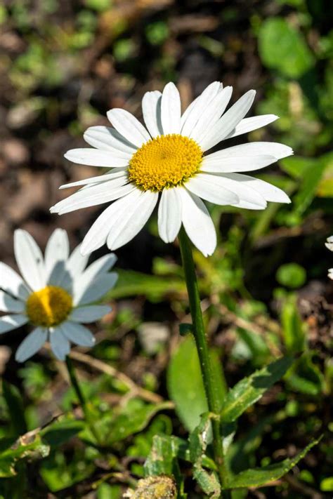 How To Plant And Grow Shasta Daisies Gardeners Path