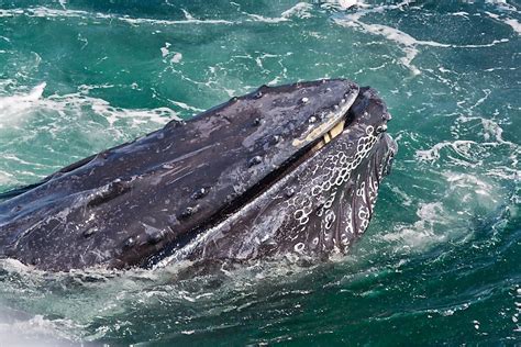 blue whales eat worldatlas
