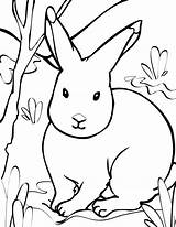 Animals Coloring Pages Arctic Print Hare Tundra Animal Rabbit Toyota Kids Clipart Drawing Printable Color Farm Clip Cliparts Colouring Sheets sketch template
