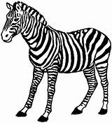 Zebra Coloring Pages Animals Safari African Clipart Print Standing Gif Library Popular sketch template