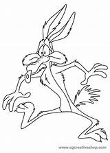 Coyote Looney Tunes Drawings Wile sketch template