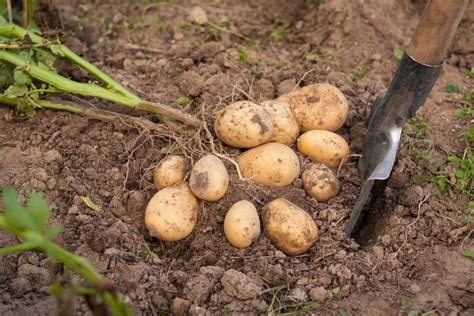 kartoffeln ernten vorgehen erntezeit plantura