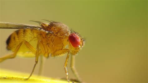 sleep drive circuits in flies brains turn on zzzs