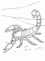 Coloring Scorpion Pages Printable Kids sketch template