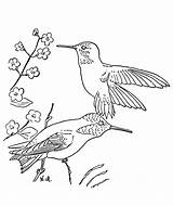 Hummingbird Coloring Pages Color Printable Kids Print Hummingbirds Bird Template Simple Getcolorings Popular Books Animals sketch template