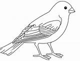 Sparrow Ausmalbilder Passaro Papagei Dxf Colorir Eps sketch template