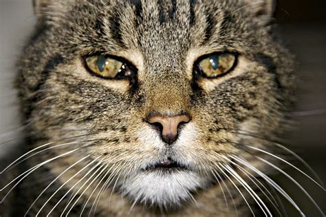 cat face img flickr photo sharing