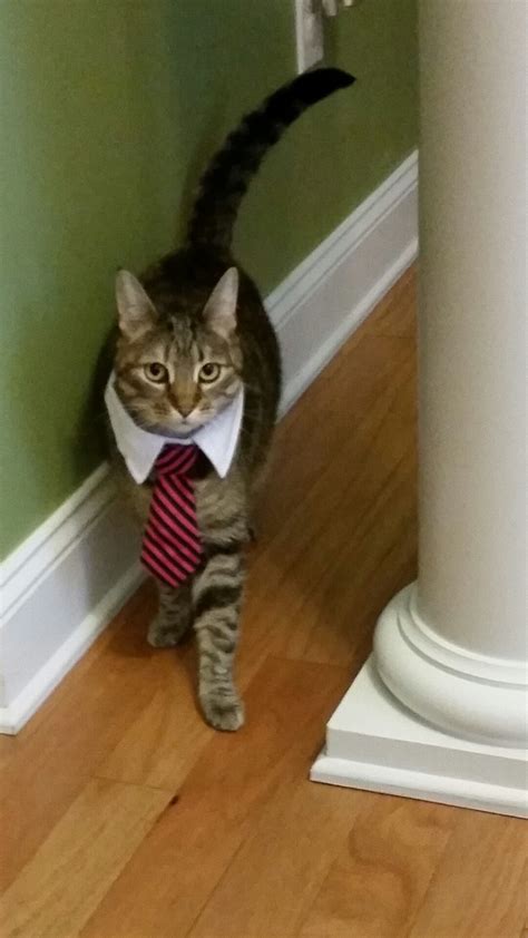 business cats kitty animals