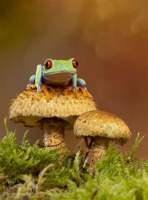 frog  mushrooms  angiwallace ephotozine