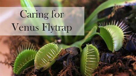 houseplant spotlight venus flytrap venus fly trap plants house plants
