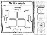 Ciencia Ciclo Photosynthesis sketch template