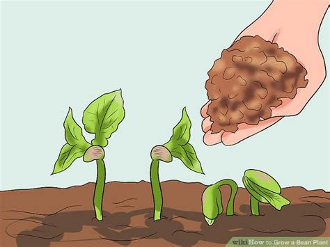 How To Grow A Bean Plant With Pictures Wikihow