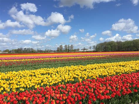lisse blooming tulips  keukenhof park lisse holland history