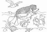 Ocean Preschool Ecosystem Anbu Coloringhome sketch template