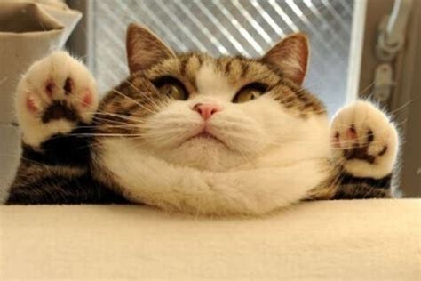 de kat met de dikke nek katten die iets te veel eten kunnen uitgroeien tot gezellige dikkerds