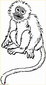 Printable Monyet Mewarnai Squirrel Monkeys Bestcoloringpagesforkids Colorare Marimewarnai Getdrawings Tk Paud Designlooter Coloringme sketch template