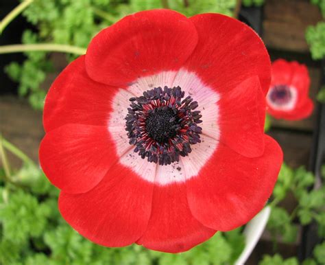 anemone red flickr