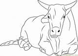 Bull Coloring Pages Sitting Color Coloringpages101 Getcolorings sketch template