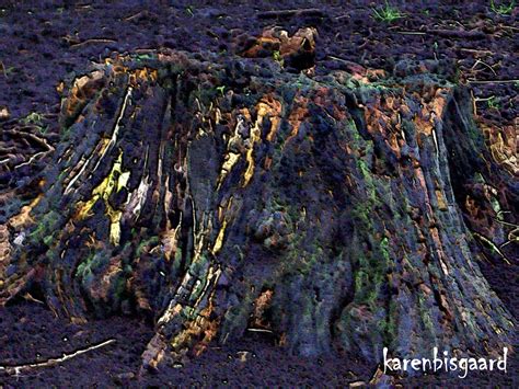 karens nature photography troll tree stump