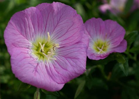 Primrose Evening Showy Pink Flower 1200 Seeds