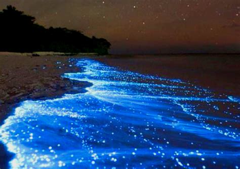 these four natural glow in the dark beaches are a must visit for that