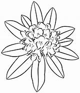 Rhododendron Stamps Digital Flower Colouring Coloring Choose Board sketch template