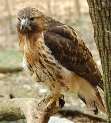 world bird sanctuary birdlore legend   red tailed hawk