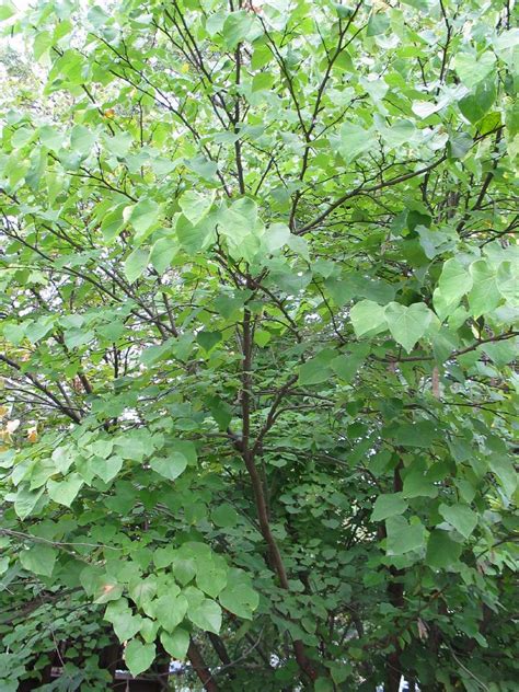 Eastern Redbud Cercis Canadensis Washington American Trees
