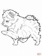 Husky Coloring Pages Puppy Pomeranian Realistic Printable Dog Color Colouring Springer Spaniel Pup Pomeranians English Print Getcolorings Spitz Getdrawings Puppies sketch template