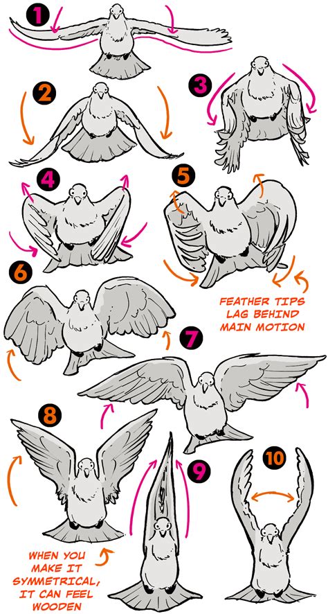 folded bird wing anatomy