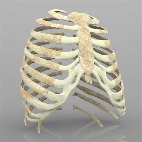 Rib Cage Rib Cage And Heart Isometric Style Ribs Anatomy