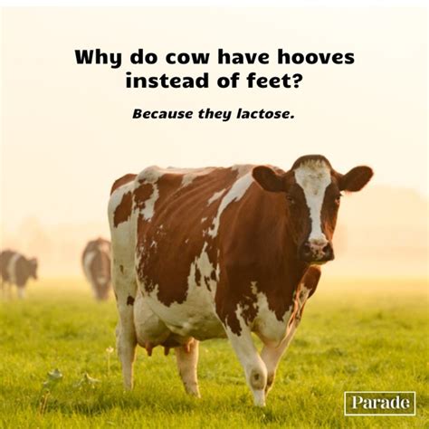 101 Funny Cow Jokes To A Moooo Se You Parade